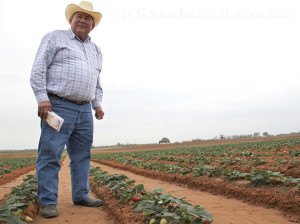 Farmer Albert Reyes will pick strawberries by hand this season for the Poteet Strawberry Festival in Atascosa County. Reyes has farmed in Poteet since 1974 and won Grand Champion in 2012 and 2013. Photo by Monica Lamadrid