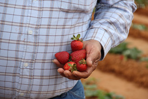 Farmer Albert Reyes holds strawberries picked from his field. Reyes will submit his best strawberries-24 pints for each category- to be judged for sweetness, uniformity and size. Photo by Monica Lamadrid