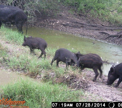 Hogging the land at Texas A&M-San Antonio - The Mesquite Online News - Texas A&M University-San Antonio