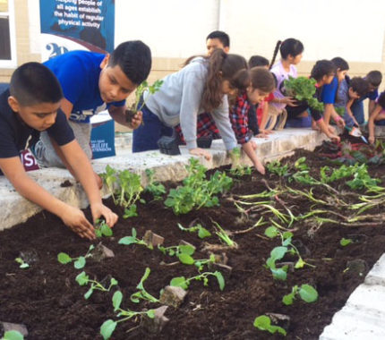 Students “Learn, Grow, Eat & Go” during 10-Week gardening program - The Mesquite Online News - Texas A&M University-San Antonio