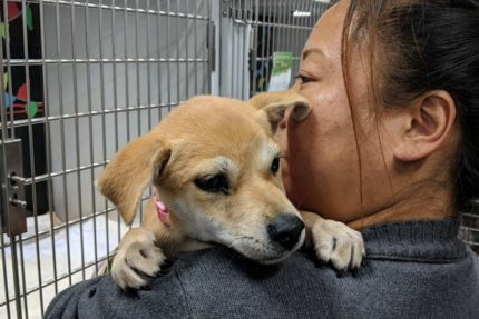 Pets Alive! San Antonio promotes holiday adoptions - The Mesquite Online News - Texas A&M University-San Antonio