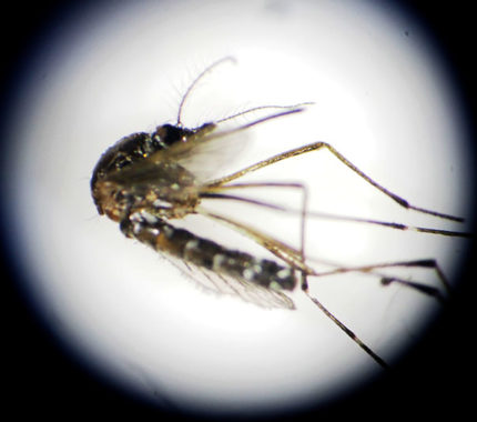 Biology professor and students initiate mosquito control - The Mesquite Online News - Texas A&M University-San Antonio