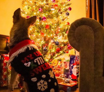 Jaguarettes to promote holiday spirit with sweater contest - The Mesquite Online News - Texas A&M University-San Antonio