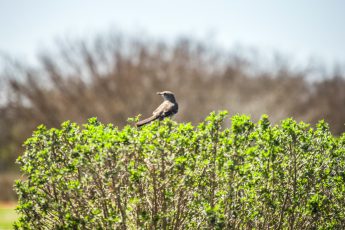 New development to drive wildlife out of the area - The Mesquite Online News - Texas A&M University-San Antonio