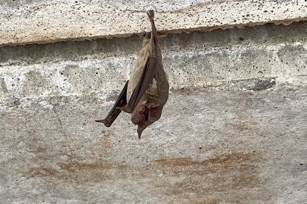 Former biology lecturer studies bats killed by freeze - The Mesquite Online News - Texas A&M University-San Antonio
