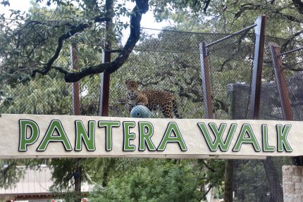 San Antonio Zoo opens new exhibit sponsored by Texas A&M University-San Antonio - The Mesquite Online News - Texas A&M University-San Antonio