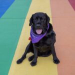 Victim assistance dog, Oakley, dies after 7 years of service - The Mesquite Online News - Texas A&M University-San Antonio