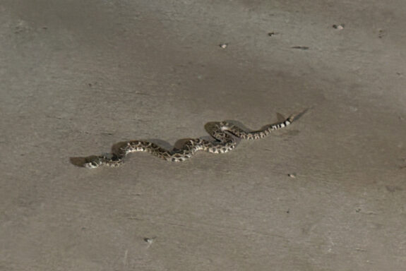 Rattlesnake on campus; more animals to show as construction continues, biology professor says - The Mesquite Online News - Texas A&M University-San Antonio
