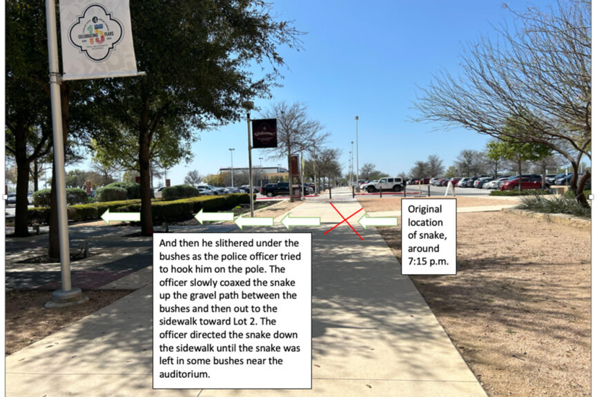 Rattlesnake on campus; more animals to show as construction continues, biology professor says - The Mesquite Online News - Texas A&M University-San Antonio
