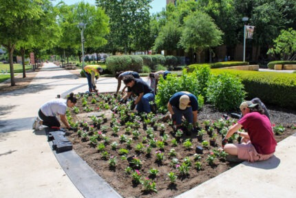 Gardening skills bloom at SGA flower-planting event - The Mesquite Online News - Texas A&M University-San Antonio