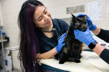 Texas A&M-College Station speaks to pre-veterinary students about admission - The Mesquite Online News - Texas A&M University-San Antonio