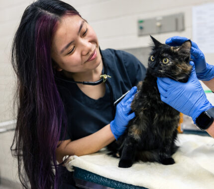 Texas A&M-College Station speaks to pre-veterinary students about admission - The Mesquite Online News - Texas A&M University-San Antonio